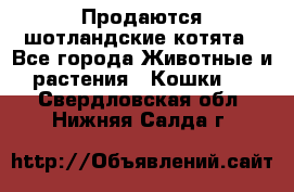 Продаются шотландские котята - Все города Животные и растения » Кошки   . Свердловская обл.,Нижняя Салда г.